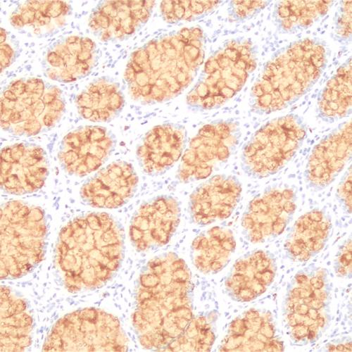 MUC-2 Antibody Reagent for Immunohistochemistry