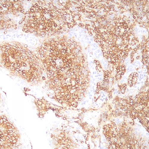 CD44 Antibody Reagent for Immunohistochemistry