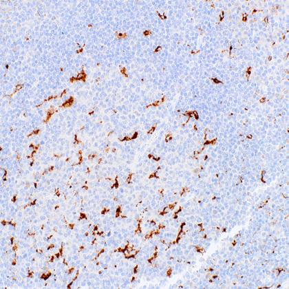 CD68 Antibody Reagent for Immunohistochemistry,Primary Antibodies ...