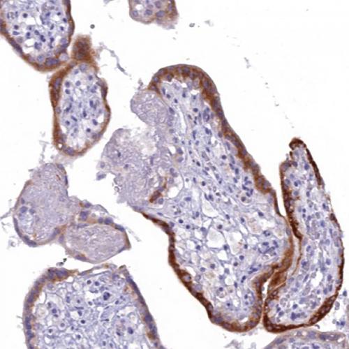 Human Chorionic Gonadotropin Antibody Reagent for Immunohistochemistry