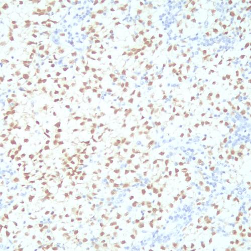 Oct3/4 Antibody Reagent for Immunohistochemistry