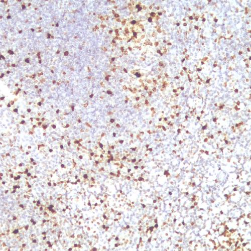 PHH3 Antibody Reagent for Immunohistochemistry